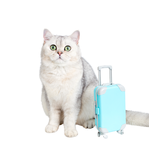 chat blanc avec valise