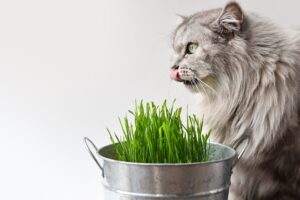 Chat persan qui mange de l'herbe à chats