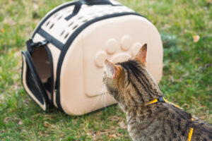 Walking a domestic cat with the owner on a yellow harness. The tabby displeased cat came out of the carrier bag of outdoor, hides in green grass, cautiously and curiously. Teaching your pet to walk