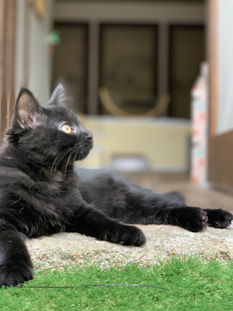 Charly, le chat noir au bar à chats