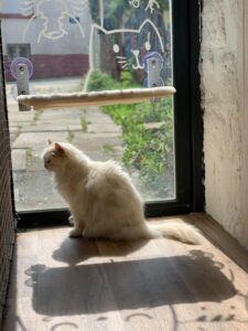 chat blanc devant la fenêtre