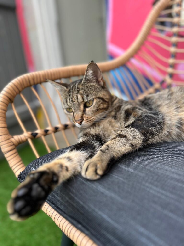 chat tigré pensionnaire de l'hôtel