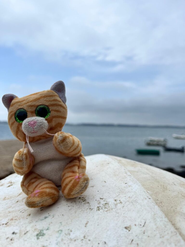 Le Chat à Larmor Baden