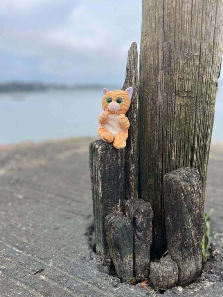 Arthur le chat à l'île aux moines