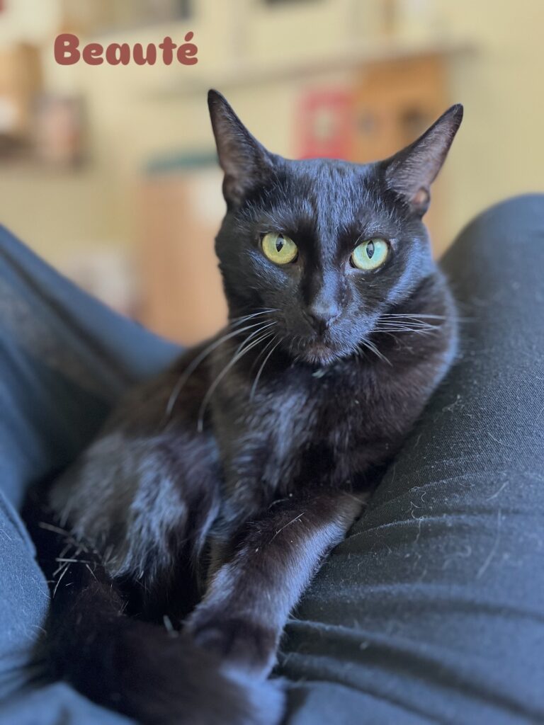 Saxo le chat noir à poils court de votre bar à chats à Auray entre Vannes et Lorient