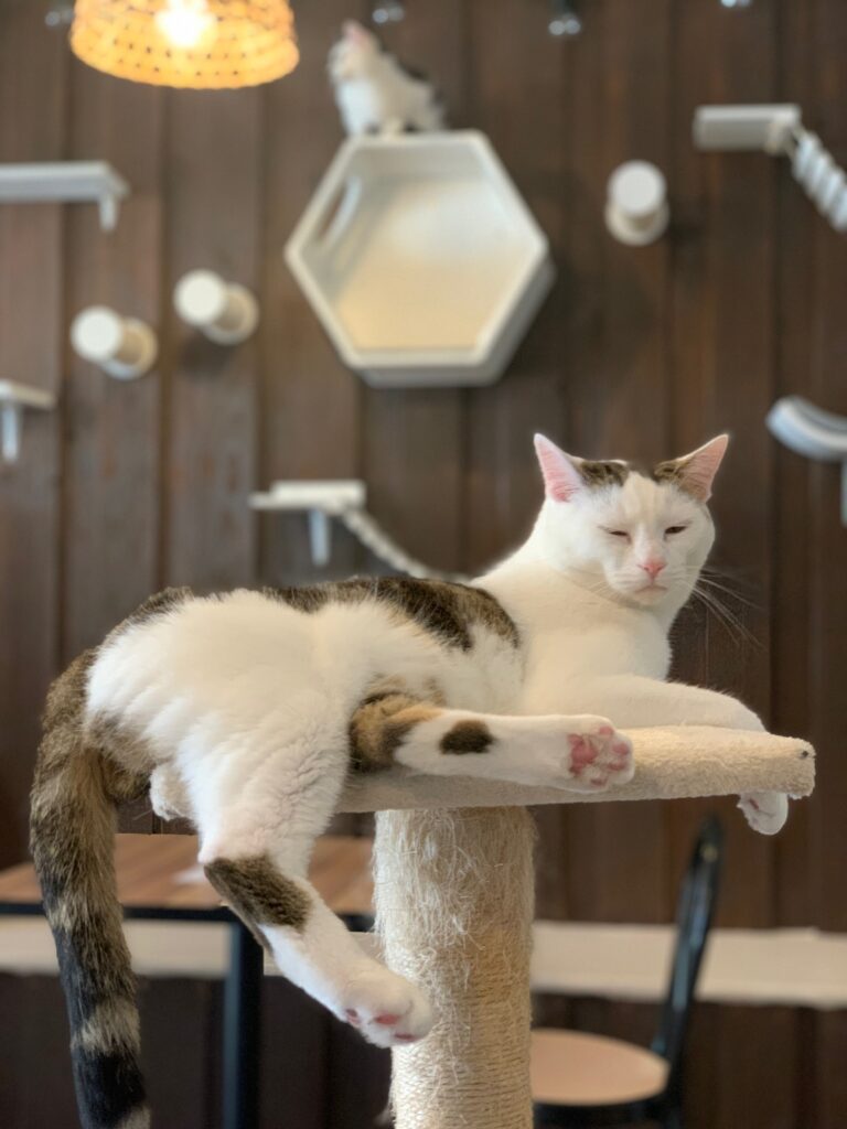 Charly l'un des nombreux chats du bar à chats près de Lorient