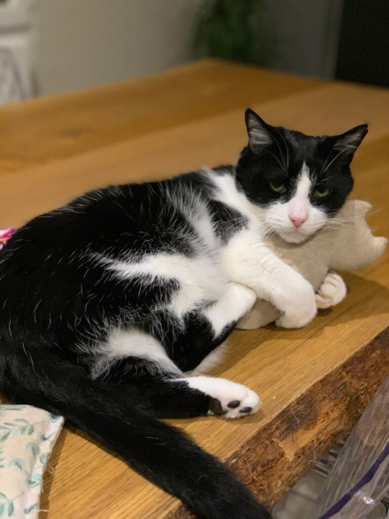 Razmo l'un des chats noir et blanc du bar à chats près de Vannes