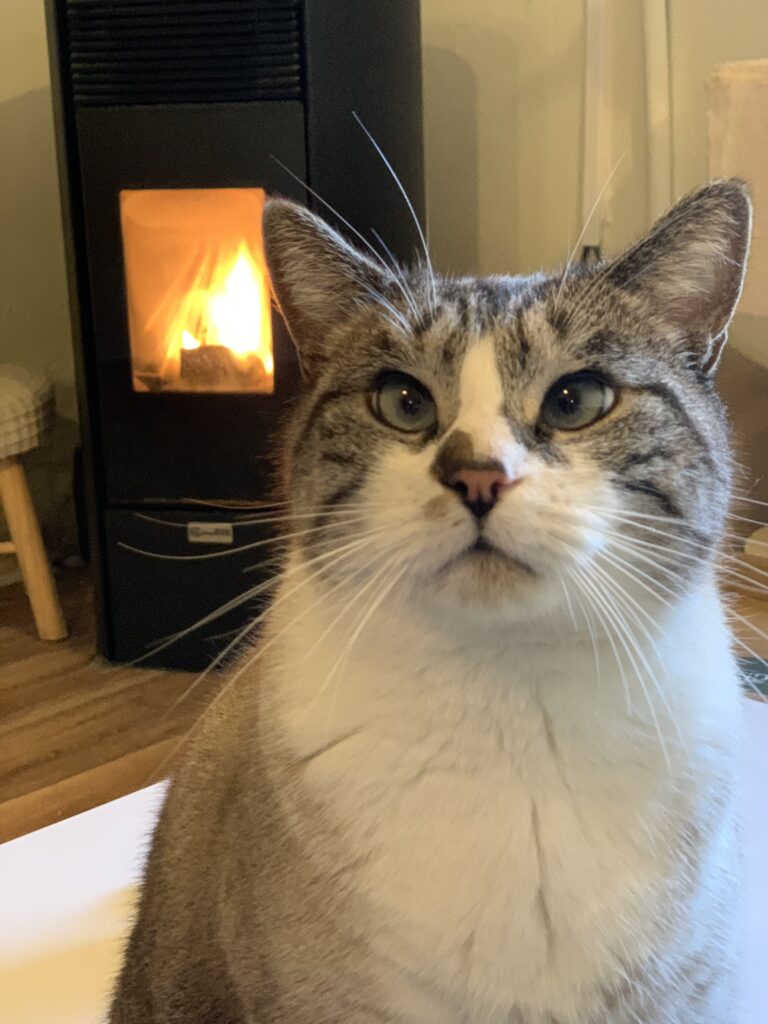 Toulouse, le chat du bar à chat le chat Majesté